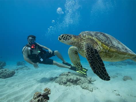 The wrecks act as magnets and home for sea life and are usually the best <b>dive</b> sites for spotting Hawaiian Stingray, Eagle rays, White tip Reef Sharks and pelagic fish. . Try scuba diving honolulu reviews